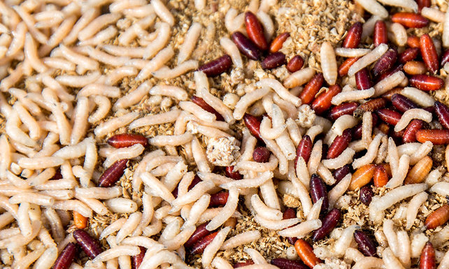 ROBBY FISH - Caster (Engelse) Maden