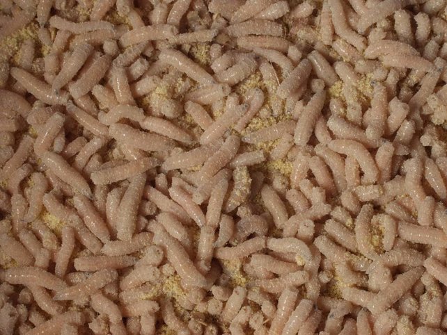 ROBBY FISH - Kleine Witte Maden (Pinkies)