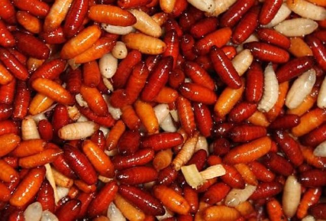 ROBBY FISH - Verse Casters