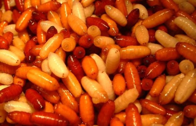 ROBBY FISH - Verse Casters "Enkel Afhaal"