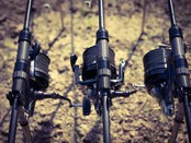 KATRAN - Synapse Wild Carp