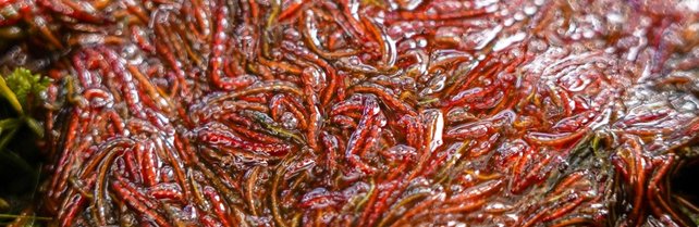 SONUBAITS - Bloodworm Fishmeal 2kg