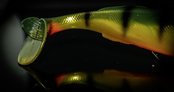 QUANTUM - Freak Of Nature Swimbait Perch QUANTUM - Freak Of Nature Swimbait Perch