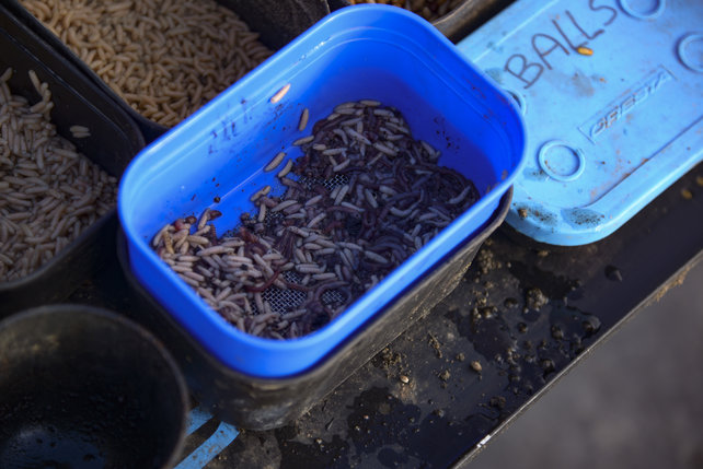 CRESTA - Baitstrainer