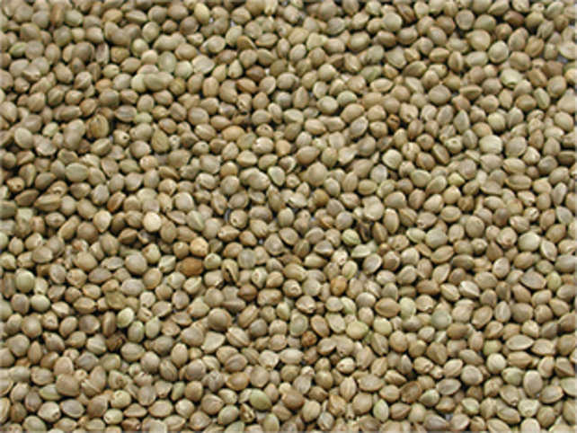 VADIGRAN - Kempzaad "Monster"