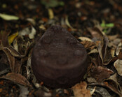 ECONCRETES - loodvrij Grippa Big Eye Swivel