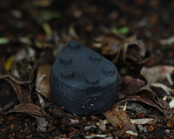 ECONCRETES - loodvrij Grippa Big Eye Swivel