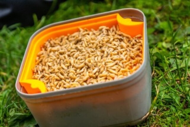 GURU - Maggot Riddle