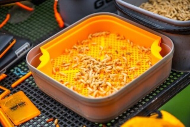 GURU - Maggot Riddle