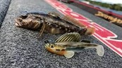 MEGABASS - Dark Sleeper 28gr MEGABASS - Dark Sleeper 28gr