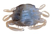 BERKLEY - Gulp!® Saltwater Peeler Crab 5st BERKLEY - Gulp!® Saltwater Peeler Crab 5st