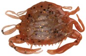 BERKLEY - Gulp!® Saltwater Peeler Crab 5st BERKLEY - Gulp!® Saltwater Peeler Crab 5st