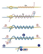 PB PRODUCTS - Red Ant Snagleader 35lb 80m