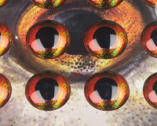 FISH SKULL - Living Eyes - Fire FISH SKULL - Living Eyes - Fire