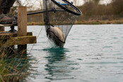 PRESTON - Carp XS Landing Nets