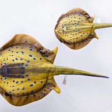 Blue Spotted Stingray " Blauwgevlekte Pijlstaartrog"