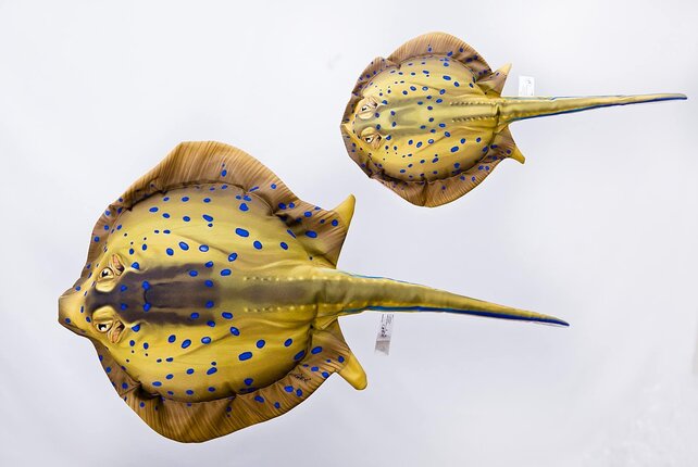 GABY - Blue Spotted Stingray " Blauwgevlekte Pijlstaartrog" Pillow GABY - Blue Spotted Stingray " Blauwgevlekte Pijlstaartrog" Pillow
