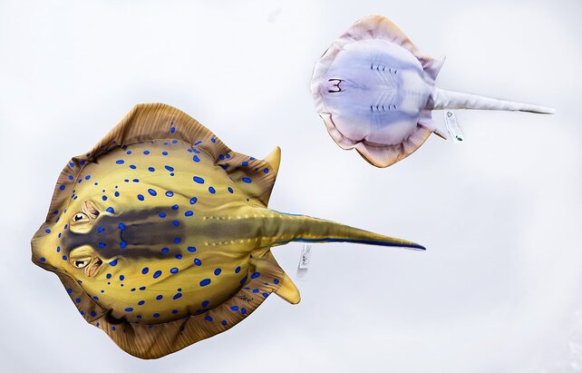 GABY - Blue Spotted Stingray " Blauwgevlekte Pijlstaartrog" Pillow GABY - Blue Spotted Stingray " Blauwgevlekte Pijlstaartrog" Pillow