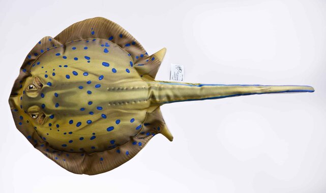 GABY - Blue Spotted Stingray " Blauwgevlekte Pijlstaartrog" Pillow GABY - Blue Spotted Stingray " Blauwgevlekte Pijlstaartrog" Pillow