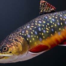 The Brook Trout "Forel"