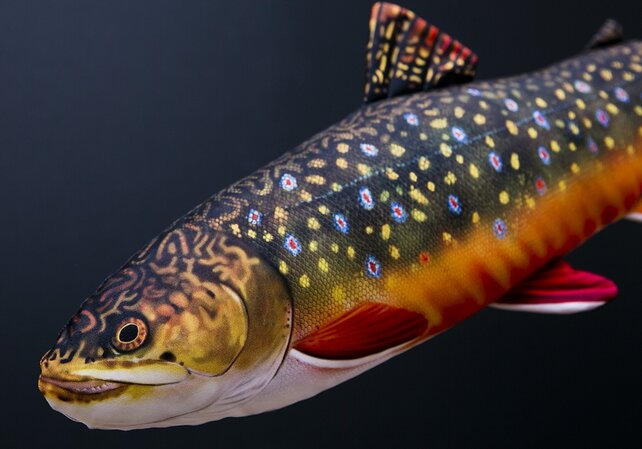 GABY - The Brook Trout "Forel" Pillow GABY - The Brook Trout "Forel" Pillow