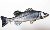 GABY - The European Sea Bass "Zeebaars" 70cm Pillow GABY - The European Sea Bass "Zeebaars" 70cm Pillow