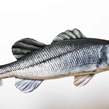 The European Sea Bass "Zeebaars"