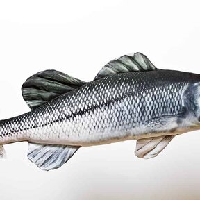 The European Sea Bass "Zeebaars"