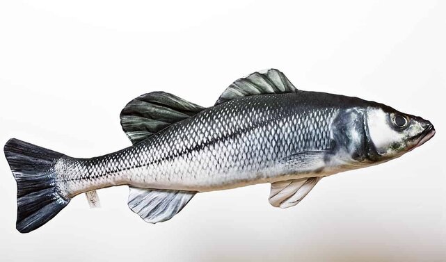 GABY - The European Sea Bass "Zeebaars" 70cm Pillow GABY - The European Sea Bass "Zeebaars" 70cm Pillow