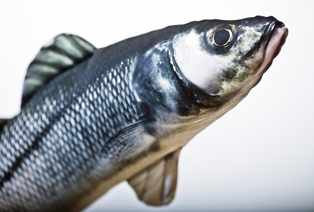 GABY - The European Sea Bass "Zeebaars" 70cm Pillow GABY - The European Sea Bass "Zeebaars" 70cm Pillow
