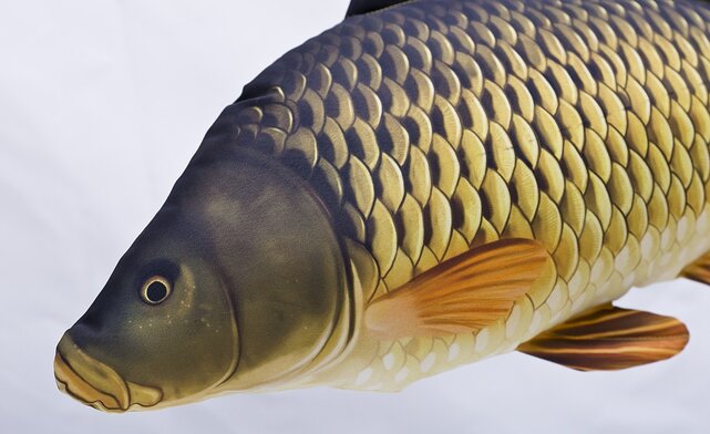 GABY - The Common Carp "Karper" Pillow GABY - The Common Carp "Karper" Pillow