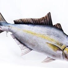 The Amberjack