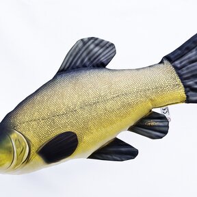 The Tench "Zeelt"