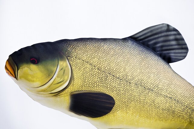 GABY - The Tench "Zeelt" 60cm Pillow GABY - The Tench "Zeelt" 60cm Pillow