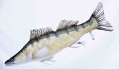 GABY - The Zander "Snoekbaars" Pillow  75cm GABY - The Zander "Snoekbaars" Pillow  75cm