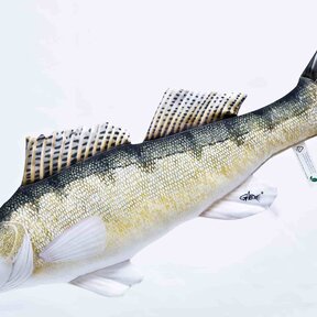The Zander "Snoekbaars"