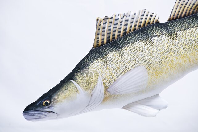 GABY - The Zander "Snoekbaars" Pillow  75cm GABY - The Zander "Snoekbaars" Pillow  75cm