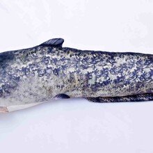 The Catfish "Meerval"
