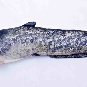The Catfish "Meerval"