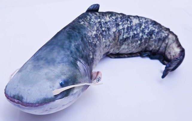 GABY - The Catfish "Meerval" Pillow