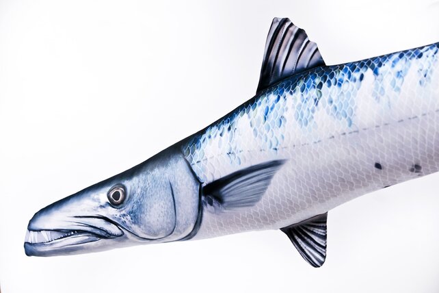 GABY - The Barracuda Pillow 110cm GABY - The Barracuda Pillow 110cm