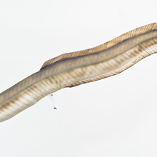 The Eel "Paling"