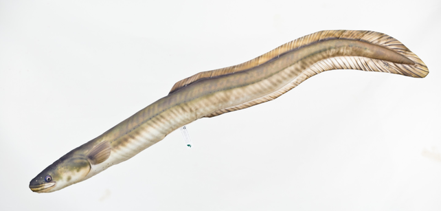 GABY - The Eel "Paling" 115cm Pillow