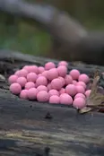CUYTEN - Fruity Icecream Boilies 1kg CUYTEN - Fruity Icecream Boilies 1kg