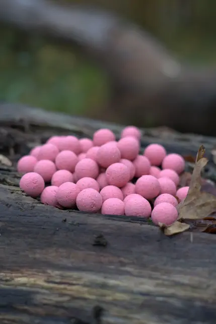 CUYTEN - Fruity Icecream Boilies 1kg CUYTEN - Fruity Icecream Boilies 1kg