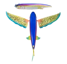 NOMAD DESIGN - Slipstream 140 Flying Fish