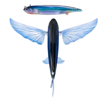 NOMAD DESIGN - Slipstream 200 Flying Fish