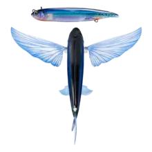 Slipstream 200 Flying Fish