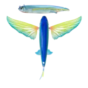 NOMAD DESIGN - Slipstream 200 Flying Fish NOMAD DESIGN - Slipstream 200 Flying Fish