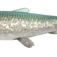 3D Herring Shad V2